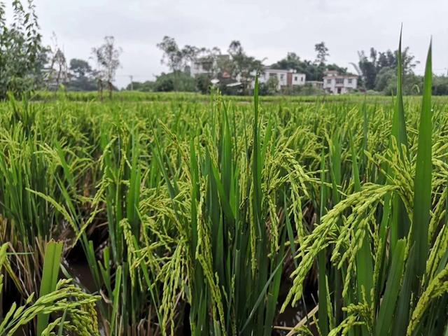泸县再生稻平均亩产达167公斤(图2)