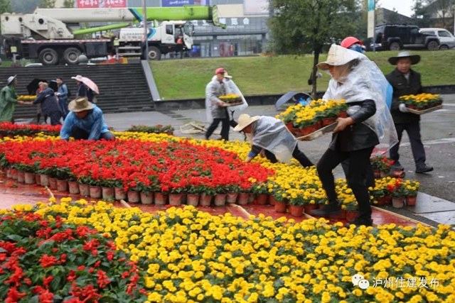 喜迎酒博会 80余万盆鲜花扮靓酒城！(图2)