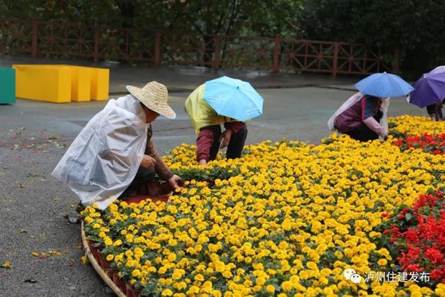 喜迎酒博会 80余万盆鲜花扮靓酒城！(图1)