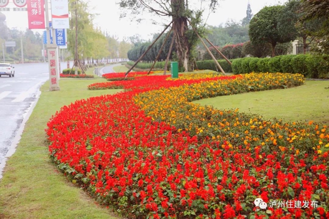 喜迎酒博会 80余万盆鲜花扮靓酒城！(图5)