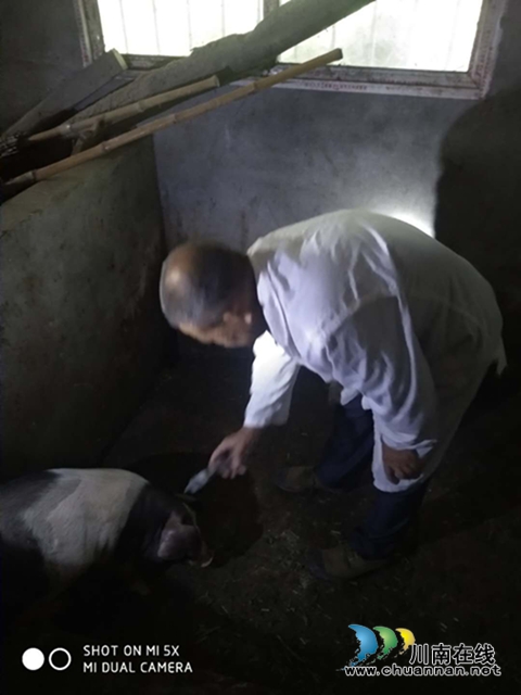 泸县百和镇2020年秋季重大动物疫病防疫顺利结束(图2)