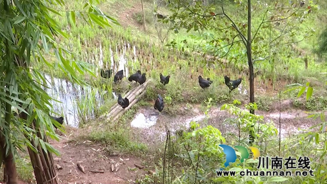 合江脱贫榜样李成结:七旬老人的幸福小康(图3) 合江脱贫榜样李成结:七旬老人的幸福小康(图3)