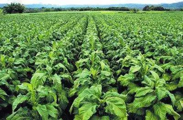 烟农户均收入突破10万元！泸州烟叶收购顺利结束(图2)