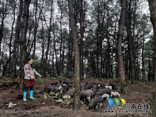 泸县白龙塔村引进海南五脚猪助农户致富奔小康(图1) 泸县白龙塔村引进海南五脚猪助农户致富奔小康(图1)