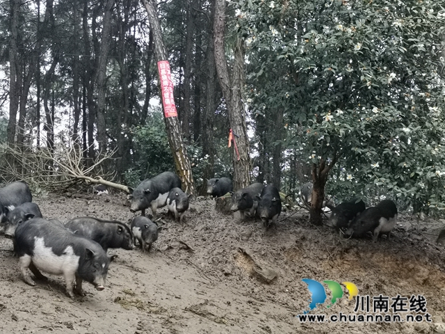 泸县白龙塔村引进海南五脚猪助农户致富奔小康(图2) 泸县白龙塔村引进海南五脚猪助农户致富奔小康(图2)