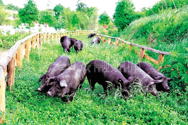 打破纪录!内江4个科技项目入围省级科技大奖(图2) 打破纪录!内江4个科技项目入围省级科技大奖(图2)