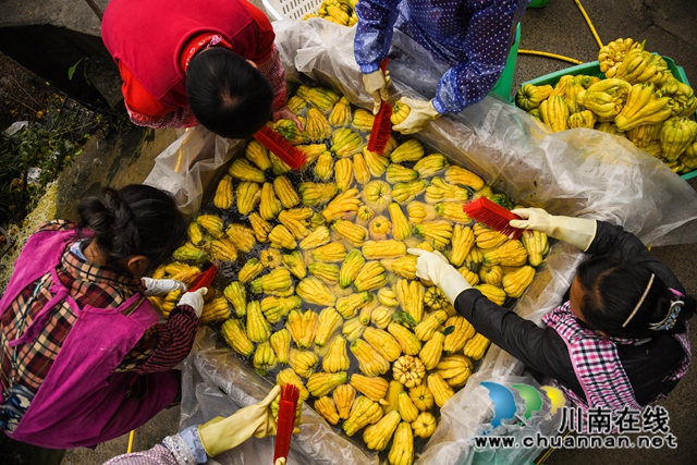 合江：荒山上结出脱贫致富“金手指”(图1)