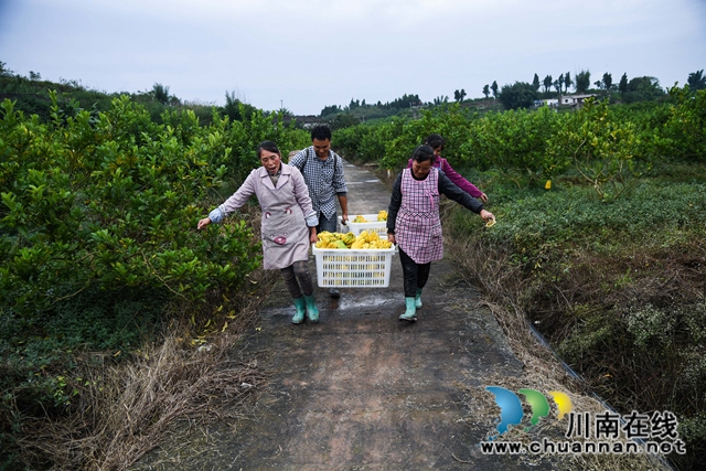 合江：荒山上结出脱贫致富“金手指”(图3)