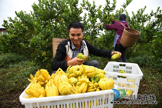 合江：荒山上结出脱贫致富“金手指”(图5)