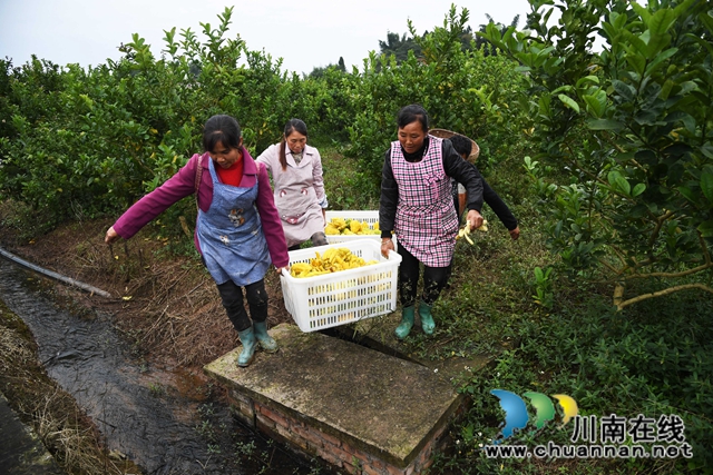 合江：荒山上结出脱贫致富“金手指”(图4)