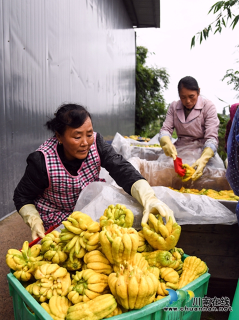 合江：荒山上结出脱贫致富“金手指”(图6)
