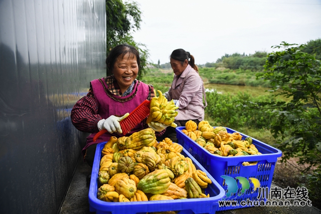 合江：荒山上结出脱贫致富“金手指”(图7)