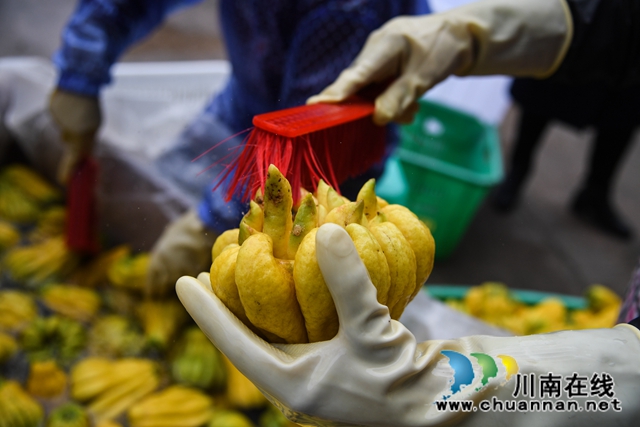 合江：荒山上结出脱贫致富“金手指”(图8)