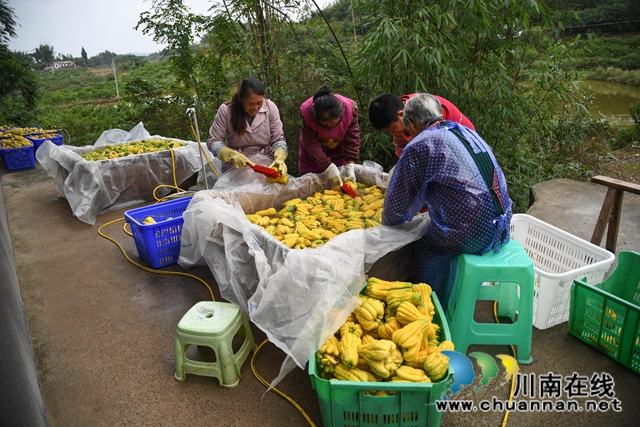 合江：荒山上结出脱贫致富“金手指”(图9)