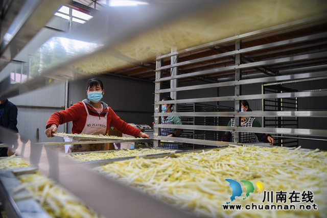 合江：荒山上结出脱贫致富“金手指”(图11)