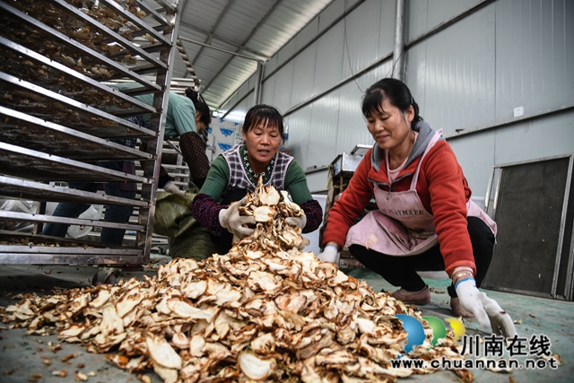 合江：荒山上结出脱贫致富“金手指”(图10)