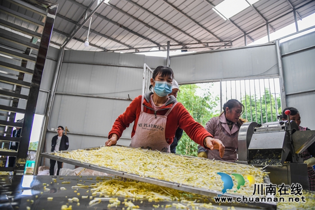 合江：荒山上结出脱贫致富“金手指”(图12)