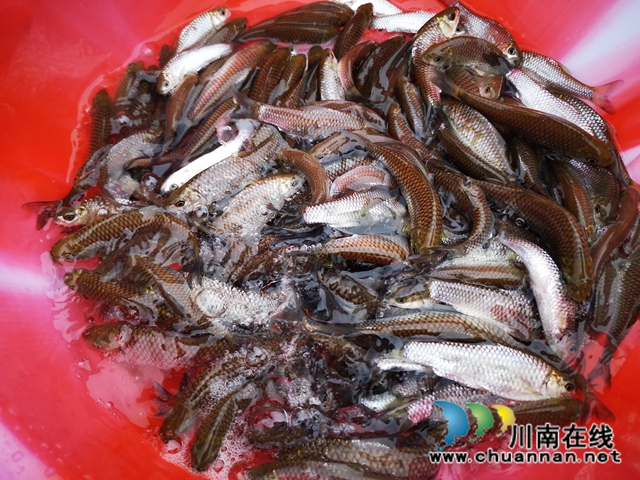 合江、江津两地法院联合开展环资司法宣传活动(图1)