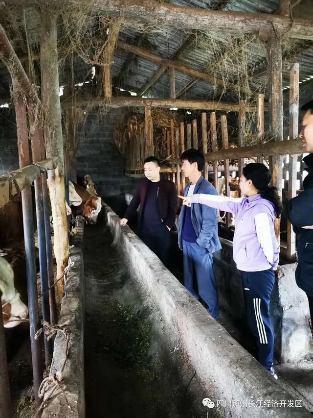 泸州长开区管委会副主任魏蓉蓉赴帮扶贫困村调研“梯梯牛”产业发展情况(图2)