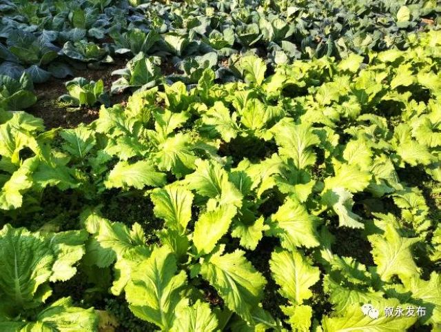 省级新名片!叙永摩尼被命名为“云上古道·康养小镇”(图14) 省级新名片!叙永摩尼被命名为“云上古道·康养小镇”(图14)