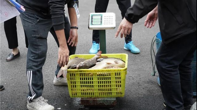 泸州:一夜电翻近400斤鱼,这两弟兄遭了(图5) 泸州:一夜电翻近400斤鱼,这两弟兄遭了(图5)