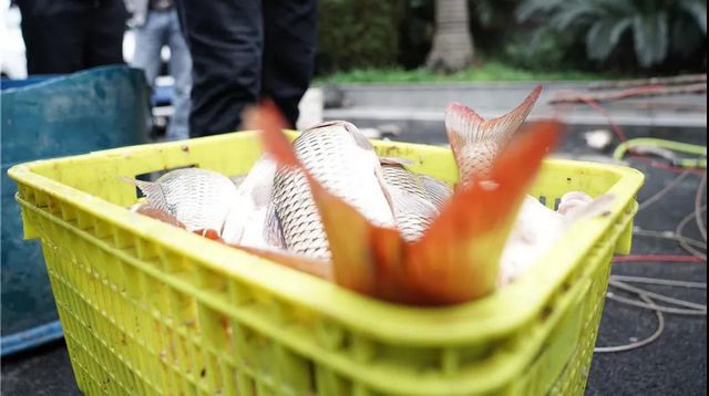 泸州:一夜电翻近400斤鱼,这两弟兄遭了(图10) 泸州:一夜电翻近400斤鱼,这两弟兄遭了(图10)