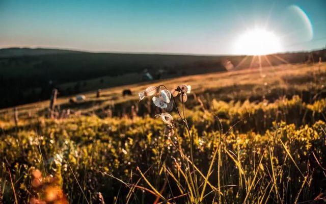 西南医大中医院冬季“宠儿”闪亮登场！(图1)