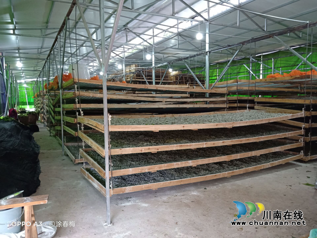 宜宾南溪区长兴镇：传统蚕桑助力产业振兴(图1)