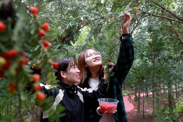 【绿水青山】泸州市纳溪区：红豆杉种出“绿经济”(图7)