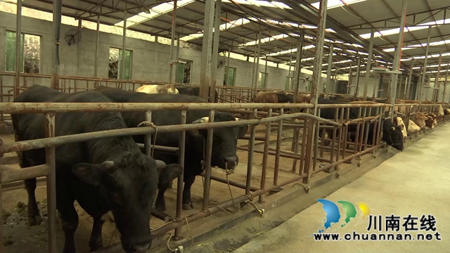 叙永县江门镇高家村，养牛养出“牛”日子(图5)