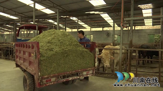 叙永县江门镇高家村，养牛养出“牛”日子(图9)