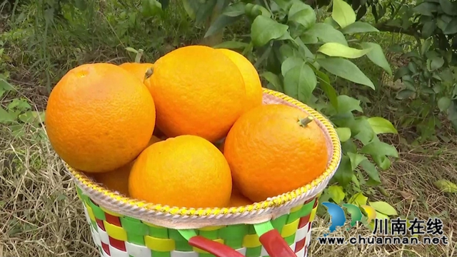 合江“洋橘子”变形记！让百亩荒山丰产万斤滨橙(图2)