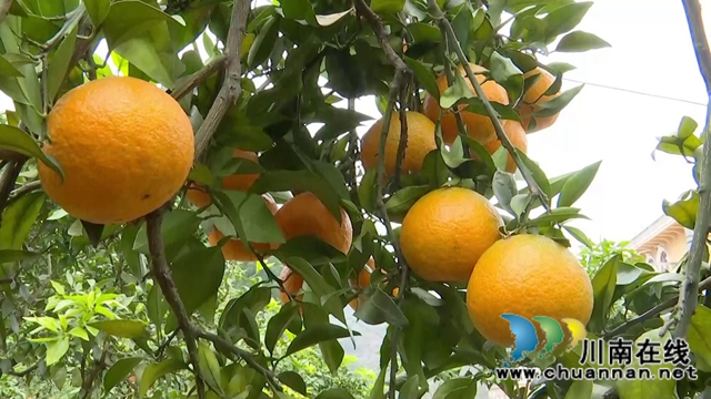 合江“洋橘子”变形记！让百亩荒山丰产万斤滨橙(图1)