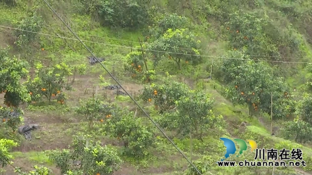 合江“洋橘子”变形记！让百亩荒山丰产万斤滨橙(图6)