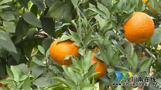 合江“洋橘子”变形记！让百亩荒山丰产万斤滨橙(图3)