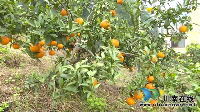 合江“洋橘子”变形记！让百亩荒山丰产万斤滨橙(图4)