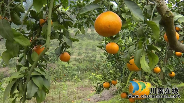 合江“洋橘子”变形记！让百亩荒山丰产万斤滨橙(图8)
