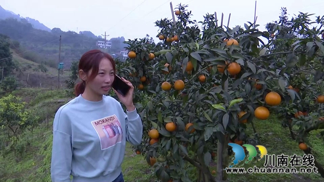 合江“洋橘子”变形记！让百亩荒山丰产万斤滨橙(图10)