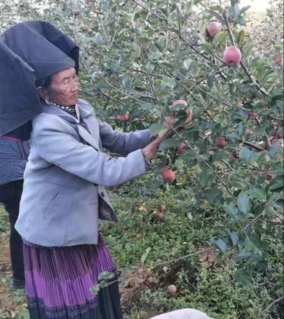 苹果树里结出彝族老乡对美好生活的新期待！(图19)