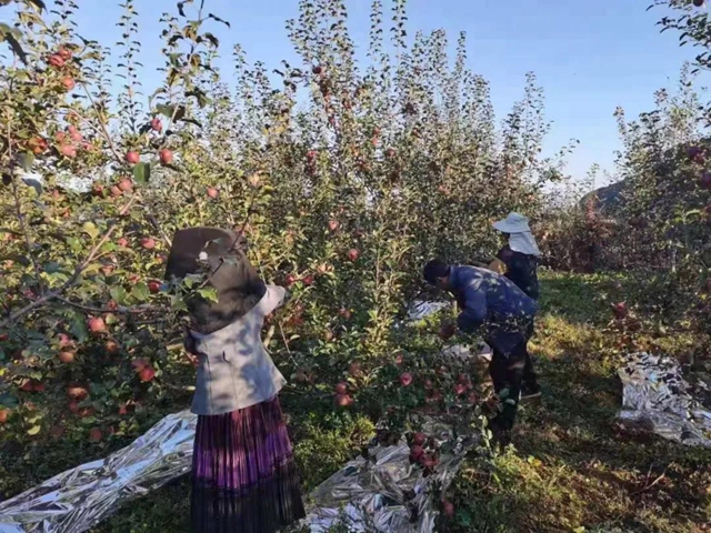 苹果树里结出彝族老乡对美好生活的新期待！(图18)