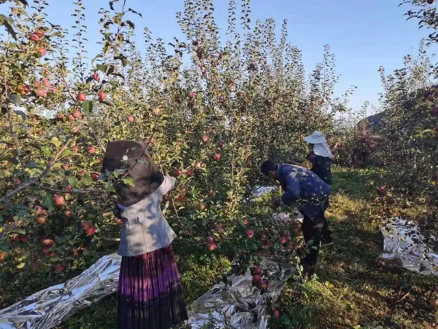 苹果树里结出彝族老乡对美好生活的新期待！(图21)