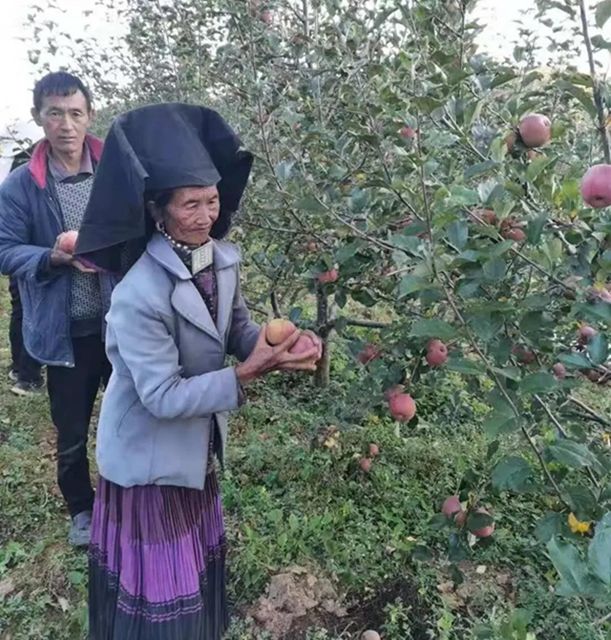 苹果树里结出彝族老乡对美好生活的新期待！(图22)