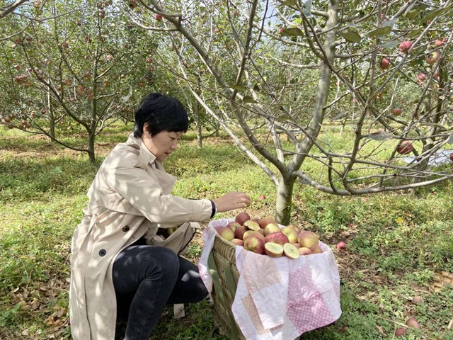 苹果树里结出彝族老乡对美好生活的新期待！(图48)