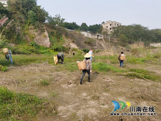 江阳区华阳街道：清理河道漂浮物，营造河道优美环境(图1)