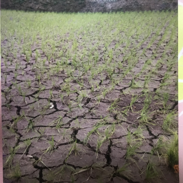 【图记·古蔺变迁】今天，说说古蔺人的“生命工程”……(图2)