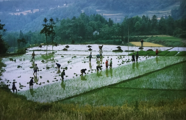 【图记·古蔺变迁】今天，说说古蔺人的“生命工程”……(图13)