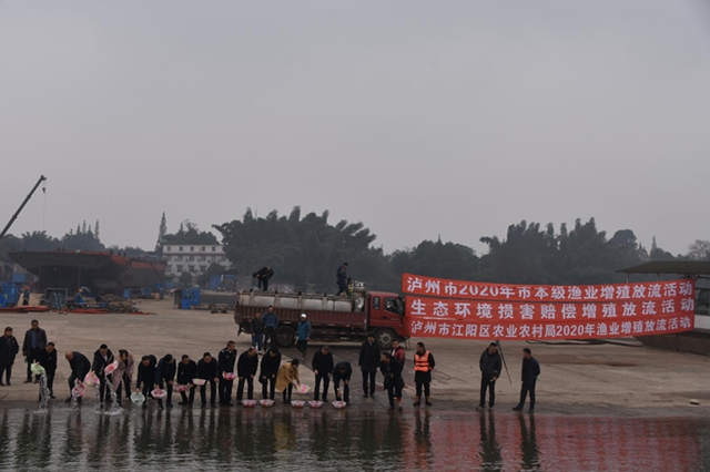 1400余尾国家一级重点保护动物达氏鲟在长江泸州段放流(图1)