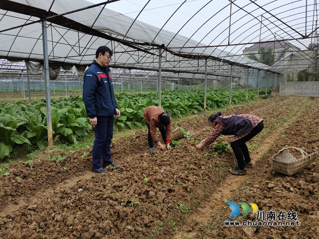 变废为宝  泸县有机种植蔬菜成新宠(图4)