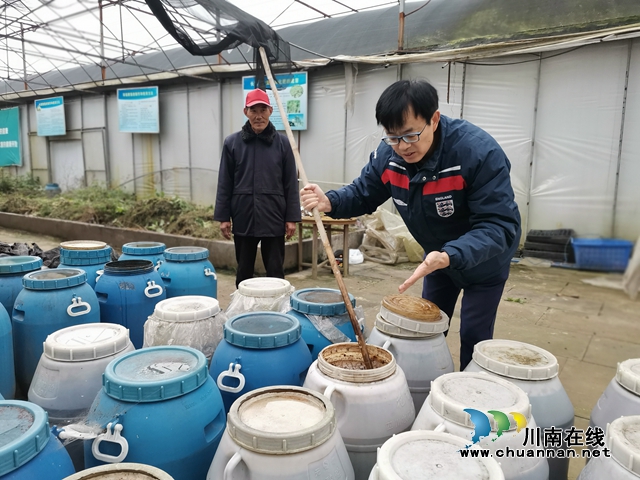 变废为宝  泸县有机种植蔬菜成新宠(图3)