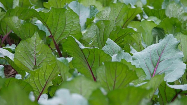 绿意盎然！古蔺这个"菜篮子"……(图1)